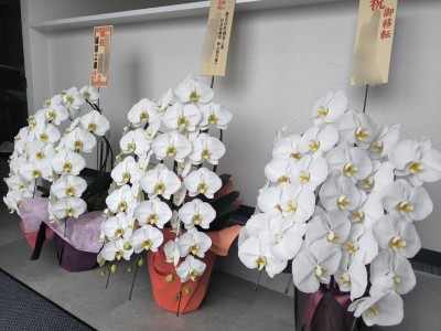 胡蝶蘭 写真2